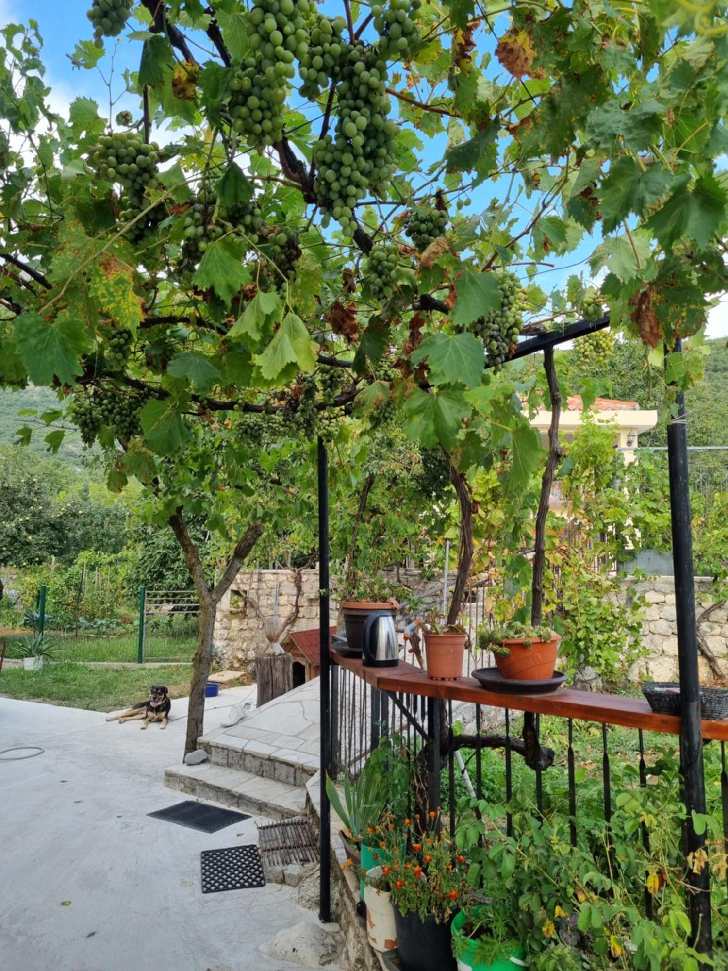 Guest House Duletic Budva Exterior photo